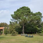 Arbre majestueux dans un jardin, siège de la Zanni Compagnie à Toulouse.